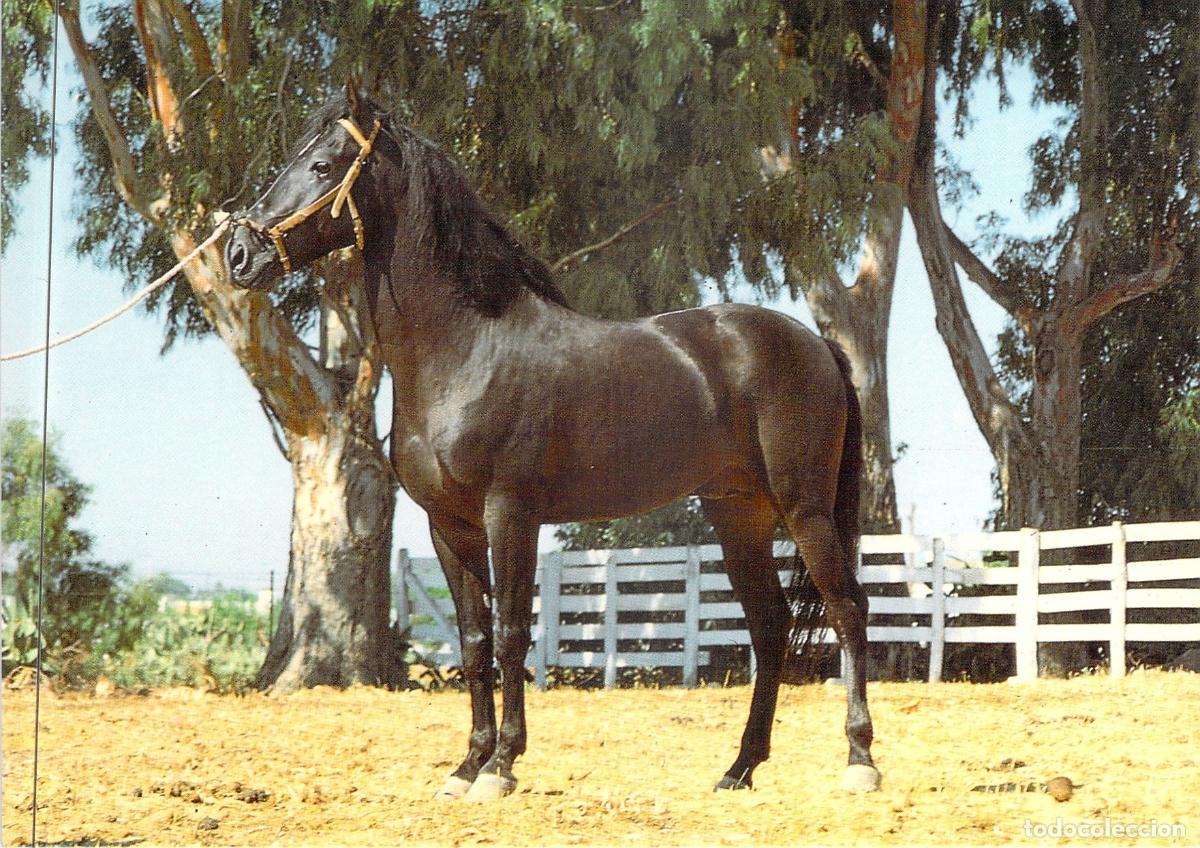 Postales: Postal El Caballo en Andaluc&iacute;a - Fotograf&iacute;a Ram&oacute;n Sanl&uacute;car