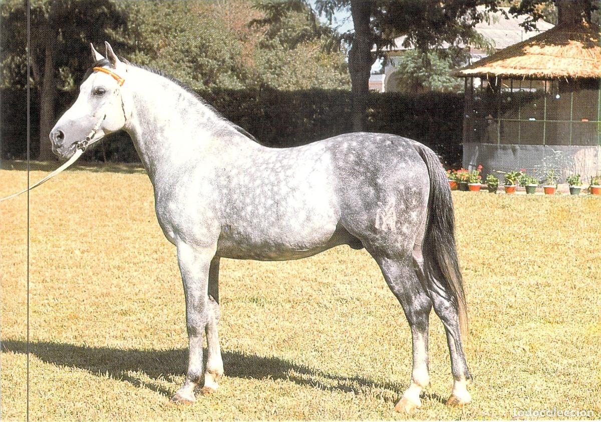 Postales: Postal El Caballo en Andaluc&iacute;a - Fotograf&iacute;a de Enrique de Ysasi