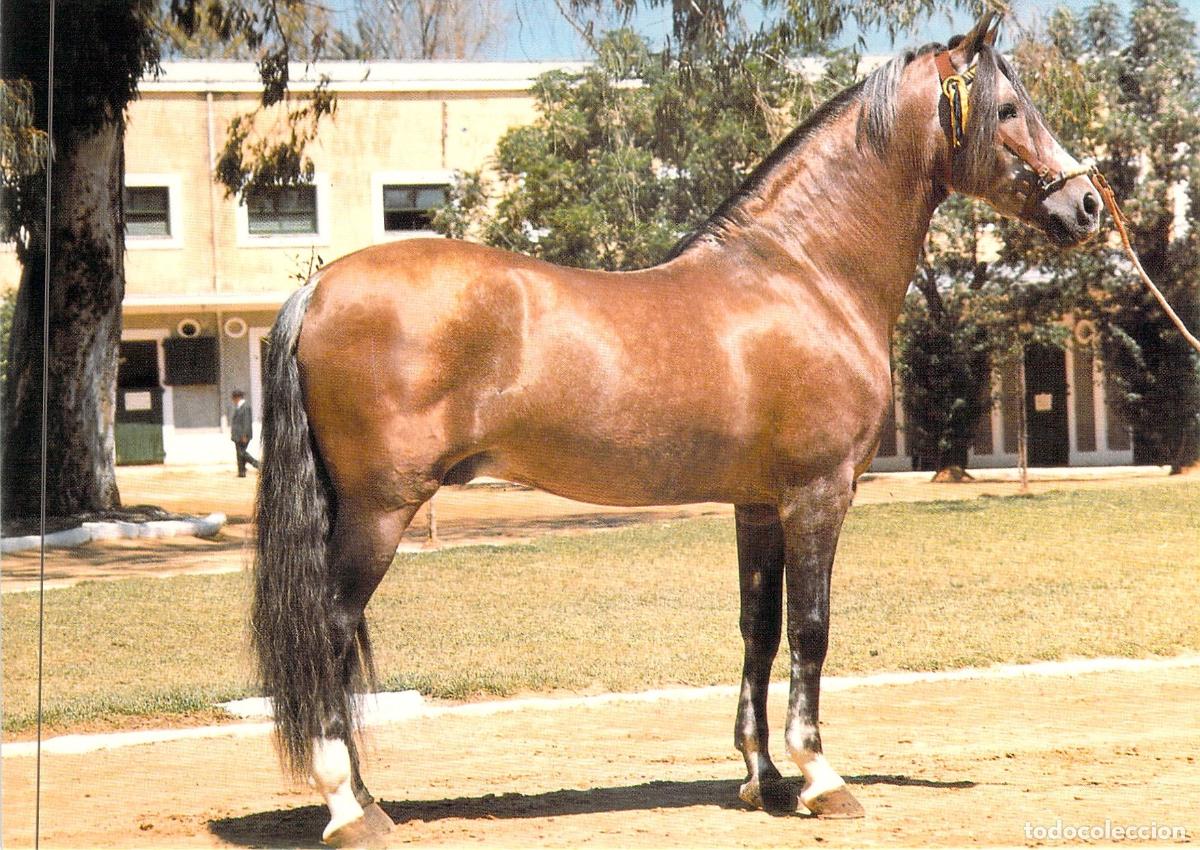 Postales: Postal El Caballo en Andaluc&iacute;a Foto Enrique de Ysasi Sanl&uacute;car