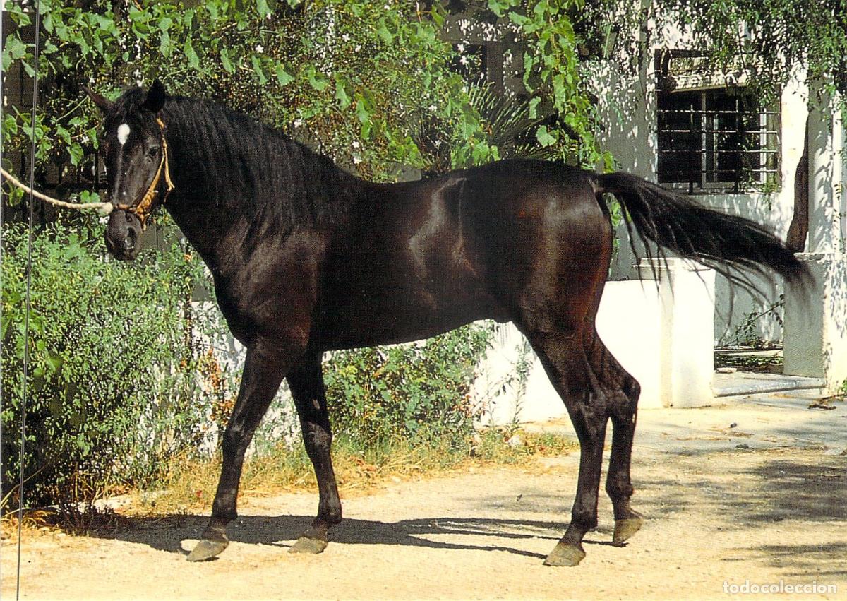 Postales: Postal de Caballo Negro en Andaluc&iacute;a - Sanl&uacute;car de Barrameda