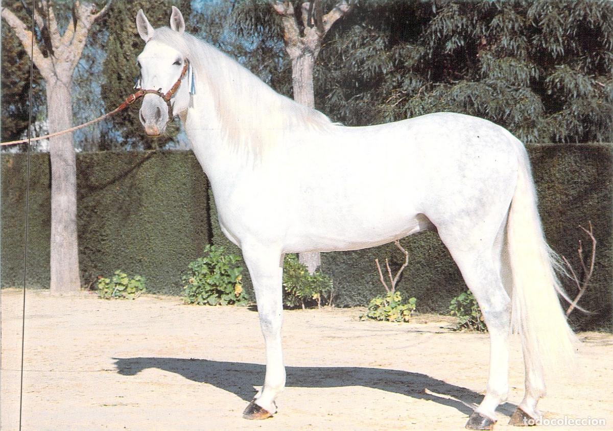 Postales: Postal Caballo Blanco en Andaluc&iacute;a - Foto Enrique de Ysasi