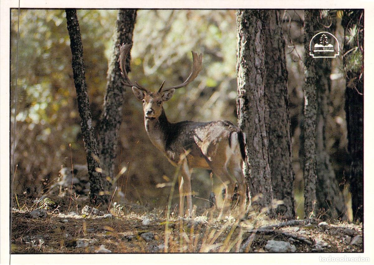 Postales: Tarjeta Postal Gamo en Parque Natural de Cazorla Ja&eacute;n
