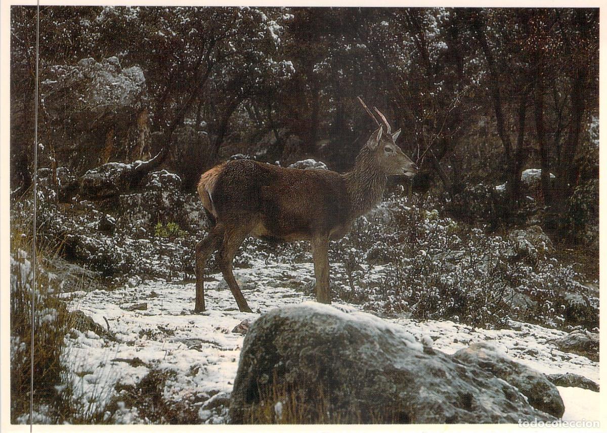 Postales: Postal de Ciervo en Parque Natural de Cazorla y Segura