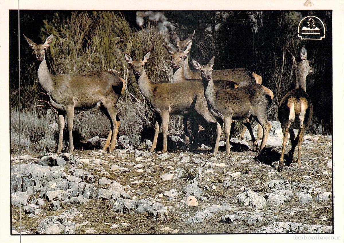 Postales: Postal Parque Natural de Cazorla Ciervas en Ja&eacute;n