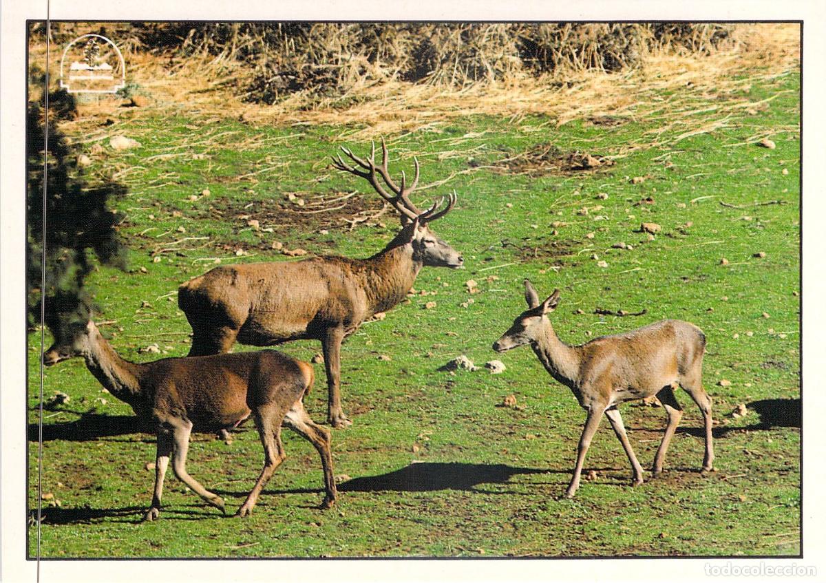 Postales: Postal Parque Natural de Cazorla, Ciervos en Libertad, Ja&eacute;n