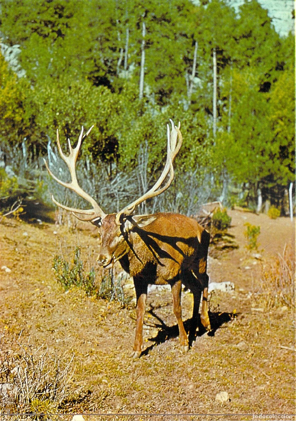Postales: Postal Ciervo de 7 Puntas en la Sierra de Cazorla Ja&eacute;n