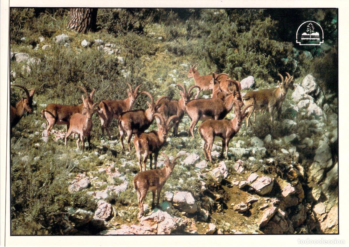 Postales: Postal Parque Natural de Cazorla Machos Monteses Ja&eacute;n