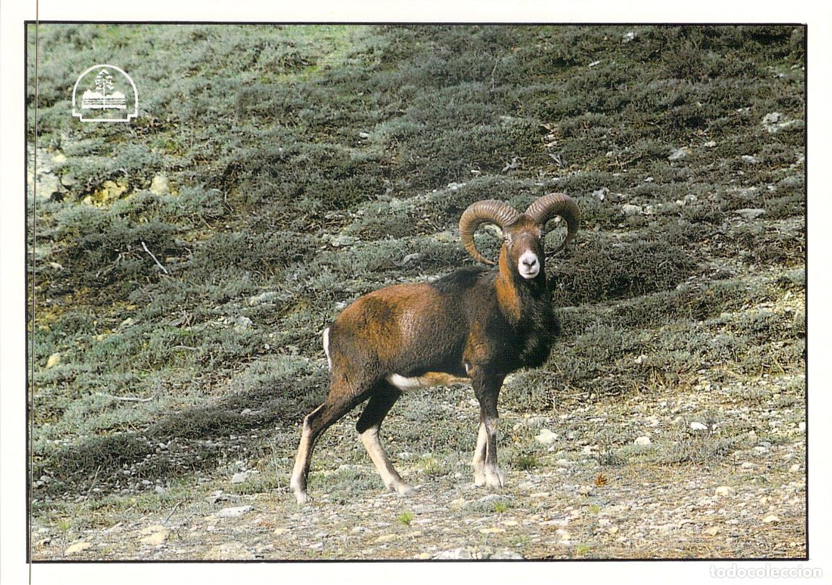 Postales: Postal del Mufl&oacute;n en el Parque Natural de Cazorla, Ja&eacute;n