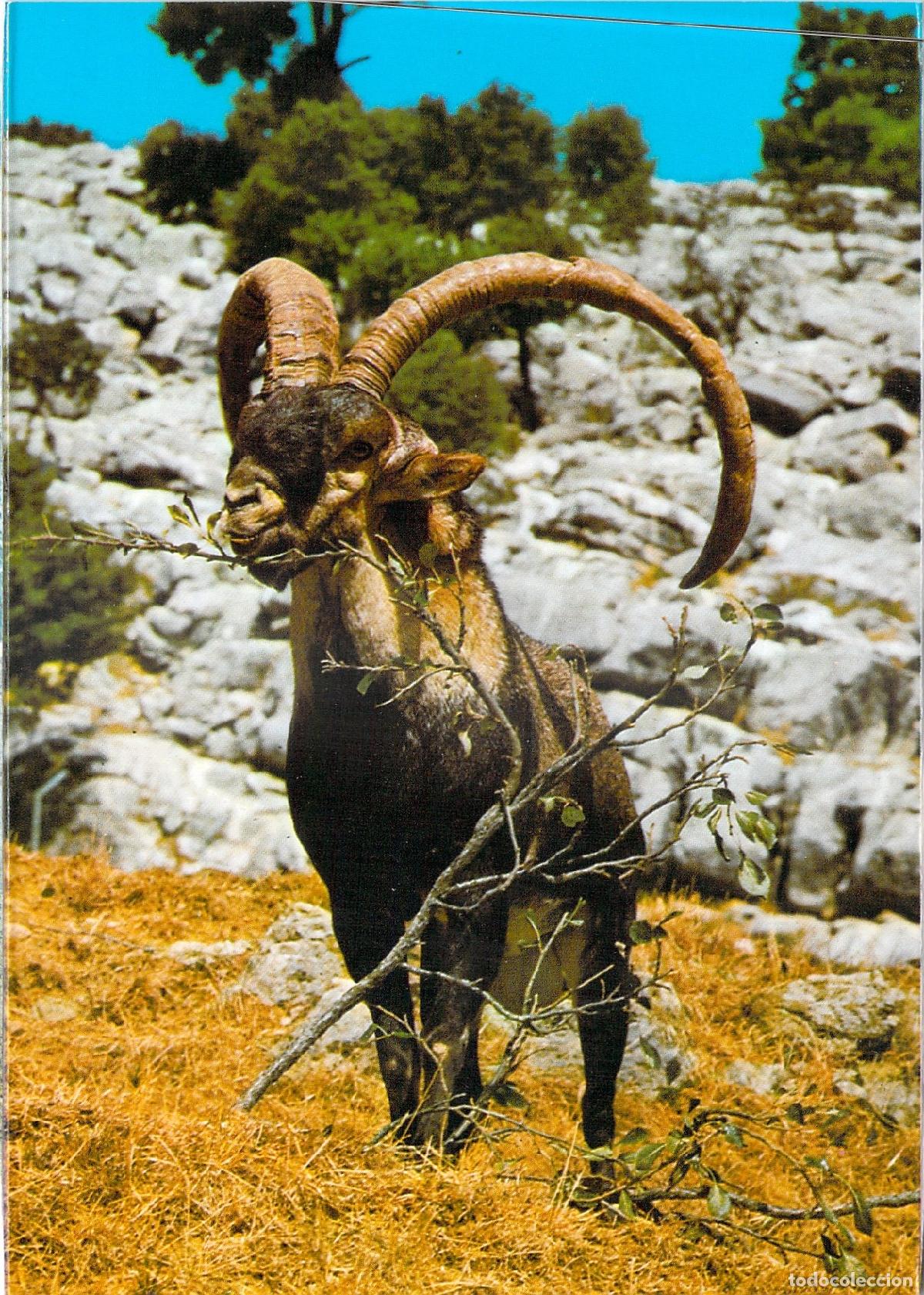 Postales: Postal Sierra de Cazorla Ja&eacute;n Cabra Montesa Capra Hispanica