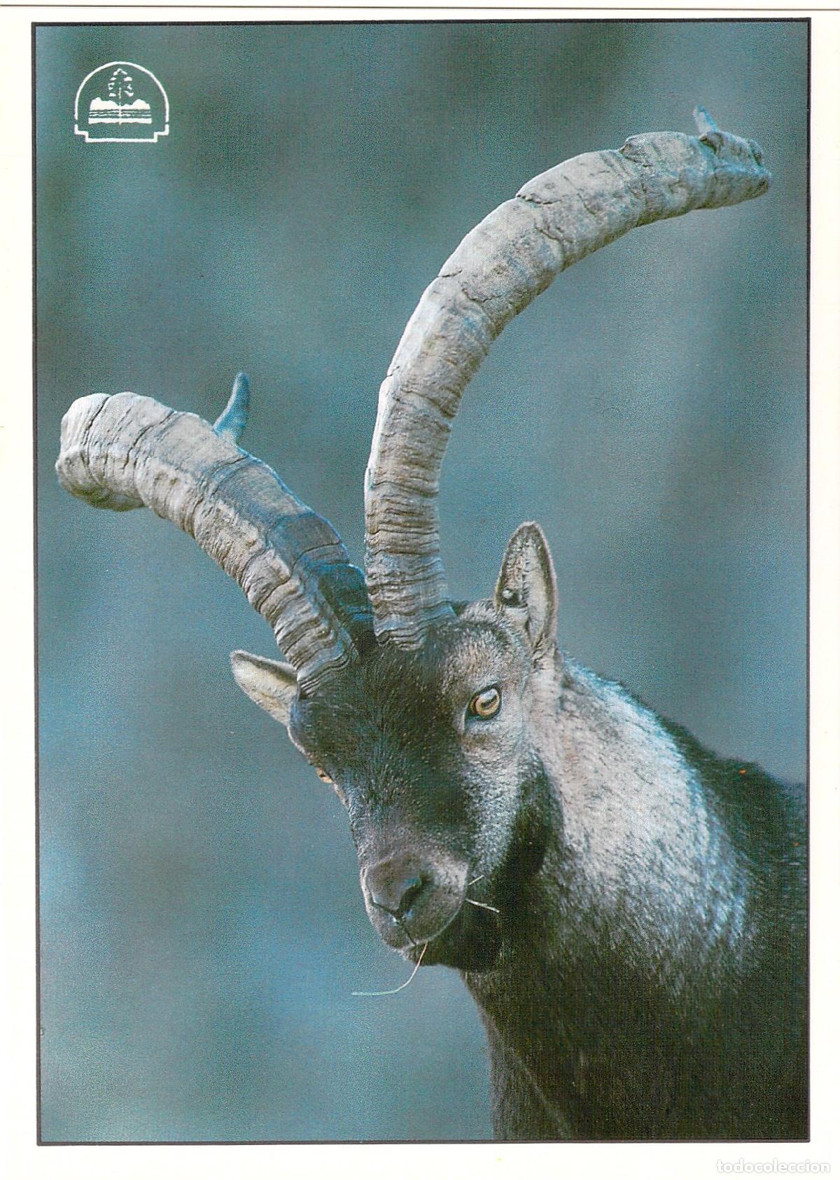 Postales: Postal Macho Mont&eacute;s en el Parque Natural de Cazorla, Ja&eacute;n