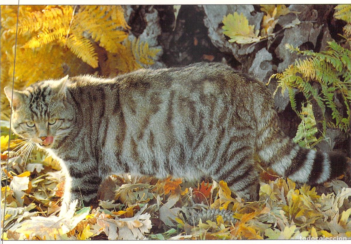 Postales: Postal de Gato Mont&eacute;s Felis Silvestris Colecci&oacute;n Arte