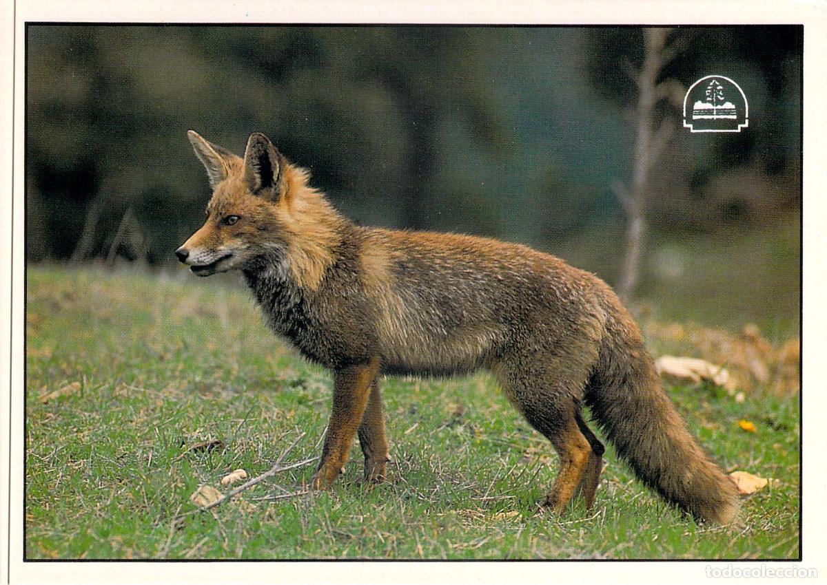 Postales: Postal Zorro Vulpes Vulpes Parque Natural de Cazorla Ja&eacute;n