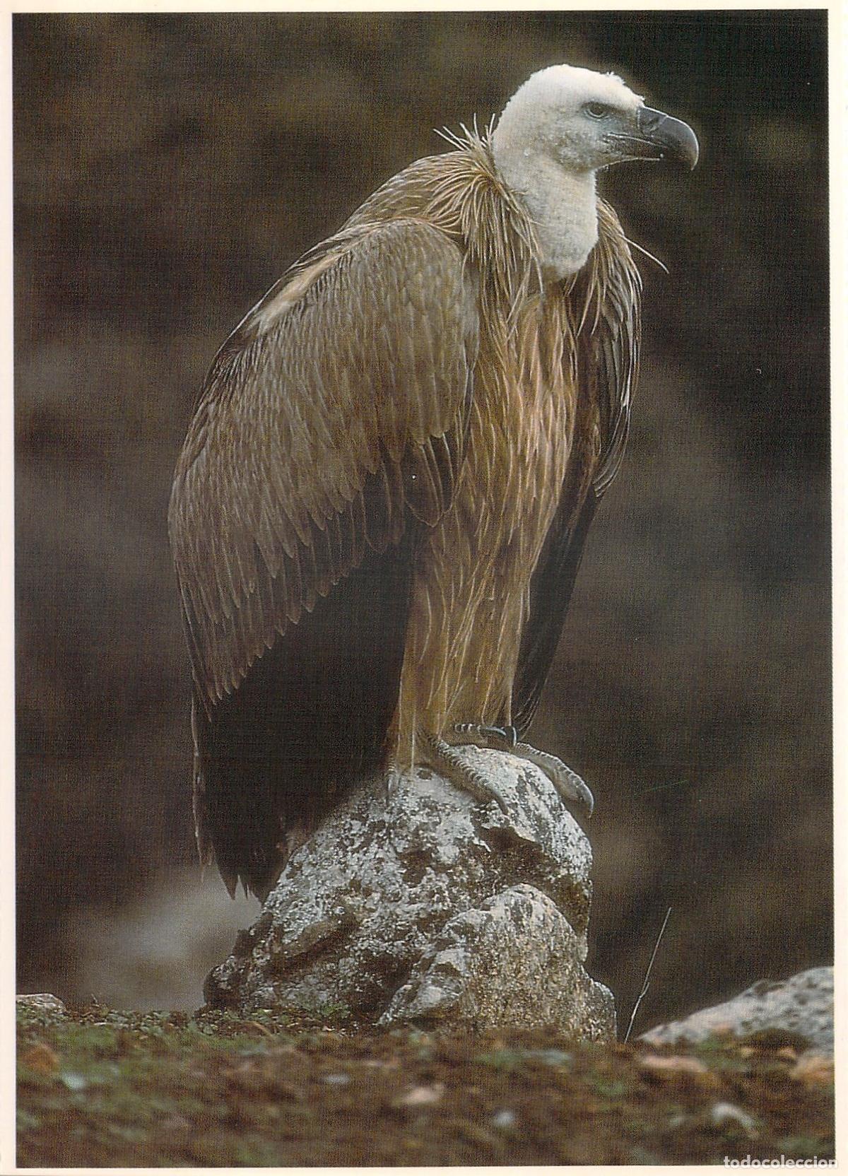 Postales: Postal Buitre Leonado Parque Natural de Cazorla Segura y las Villas