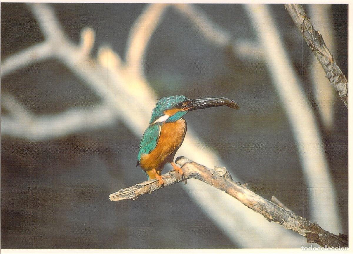 Postales: Postal Mart&iacute;n Pescador Fauna Parque Natural de Cazorla