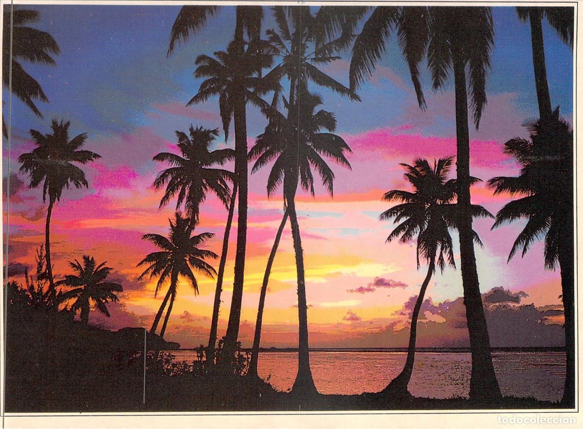 Postales: Postal de Atardecer Tropical con Palmeras y Siluetas