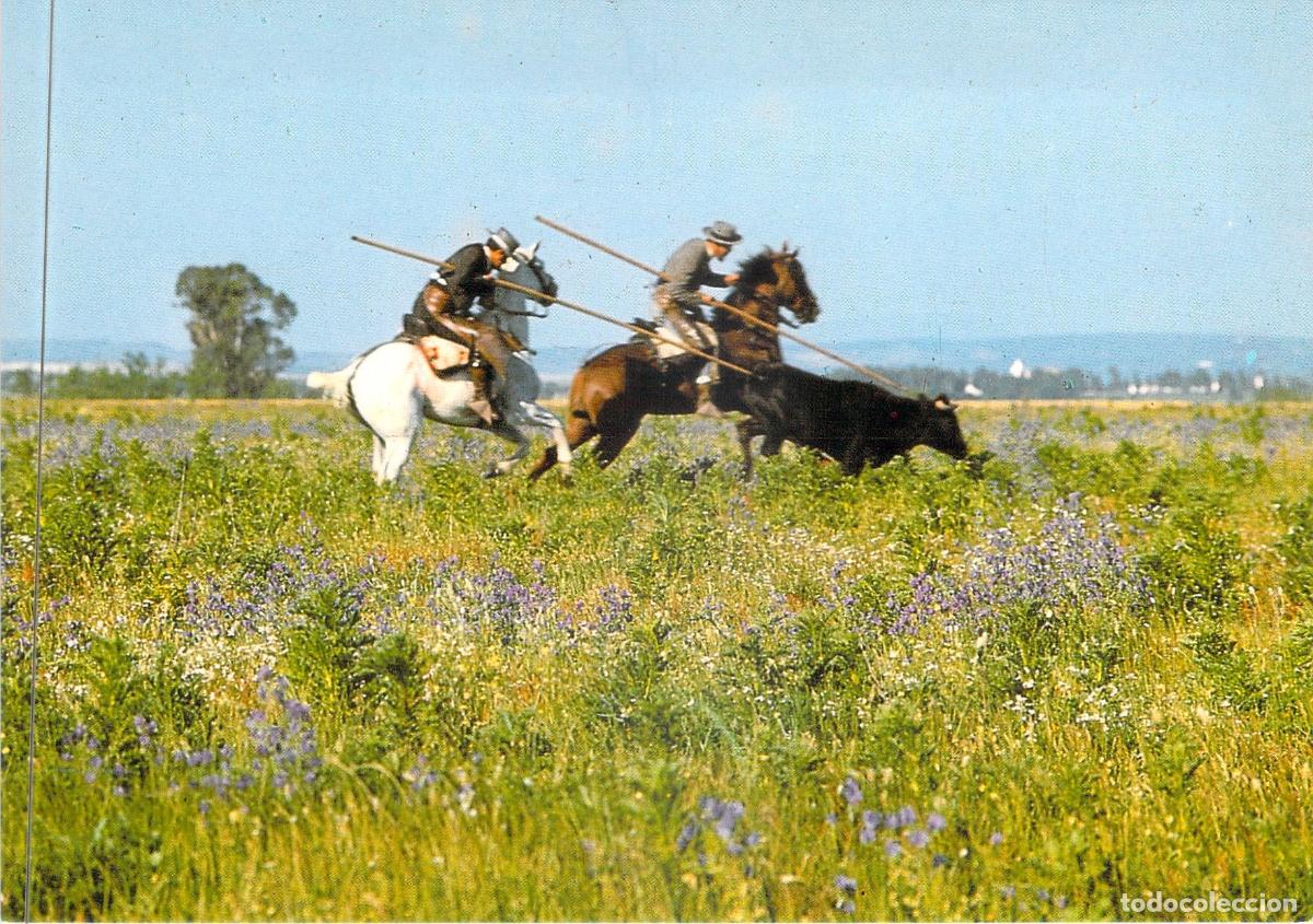 Postales: Postal El Caballo en Andaluc&iacute;a - Acoso y Derribo en Sanl&uacute;car