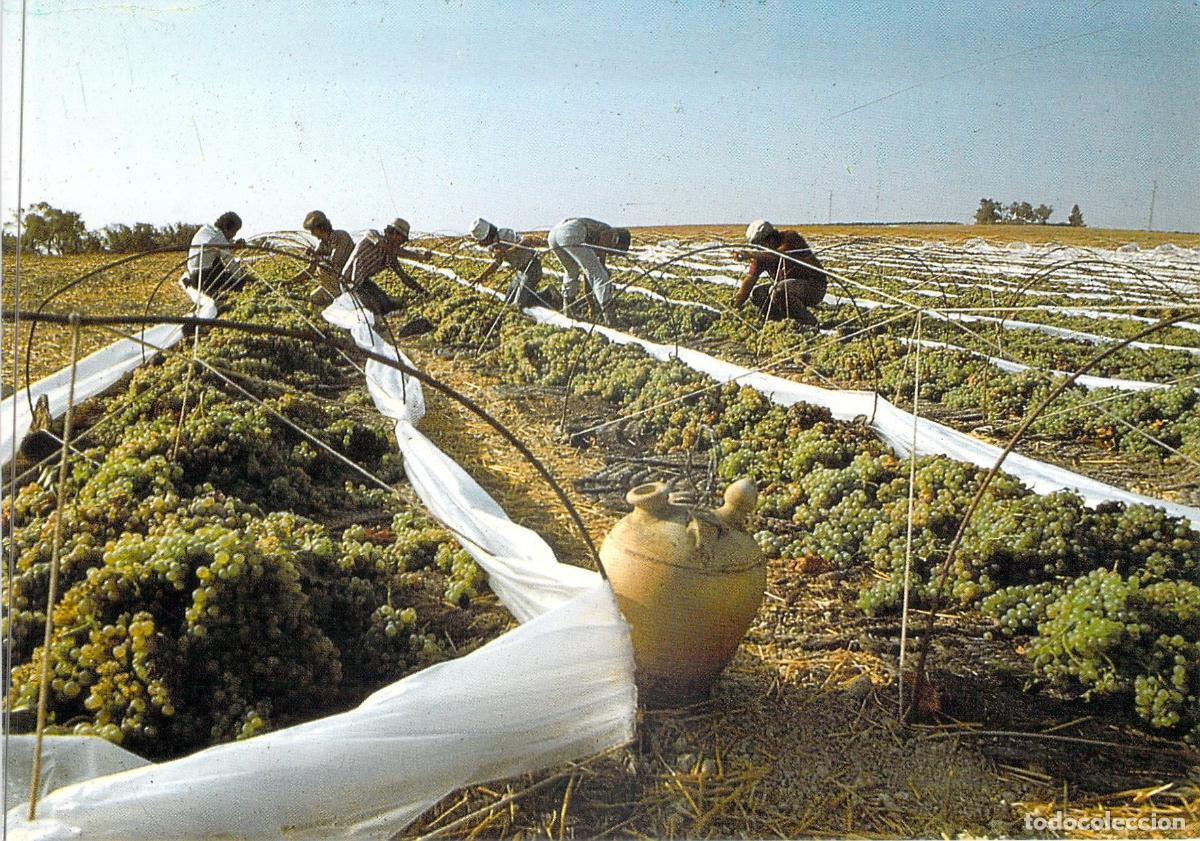 Postales: Postal Vendimia en Vi&ntilde;edos de Sanl&uacute;car de Barrameda, Andaluc&iacute;a