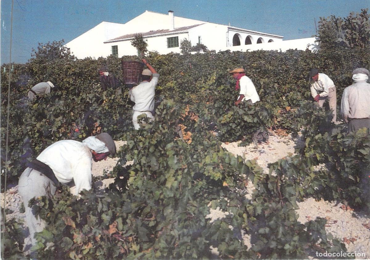 Postales: Postal de la Vendimia en Sanl&uacute;car de Barrameda, Andaluc&iacute;a
