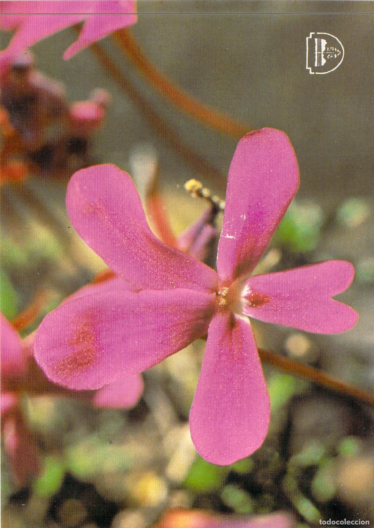 Postales: Postal Flora Parque Natural de Cazorla Violeta de Cazorla