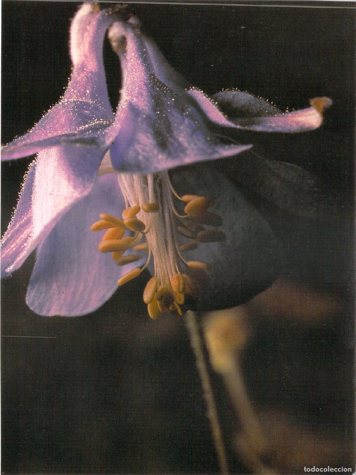 Postales: Postal Aguile&ntilde;a de Cazorla Parque Natural de Ja&eacute;n