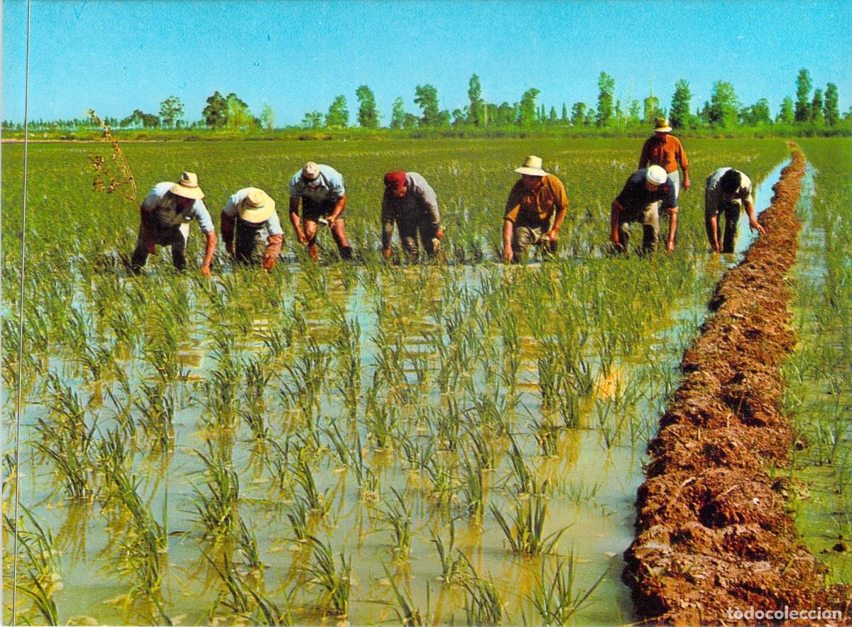 Postales: Postal Delta del Ebro, Labores en los Arrozales, Tarragona