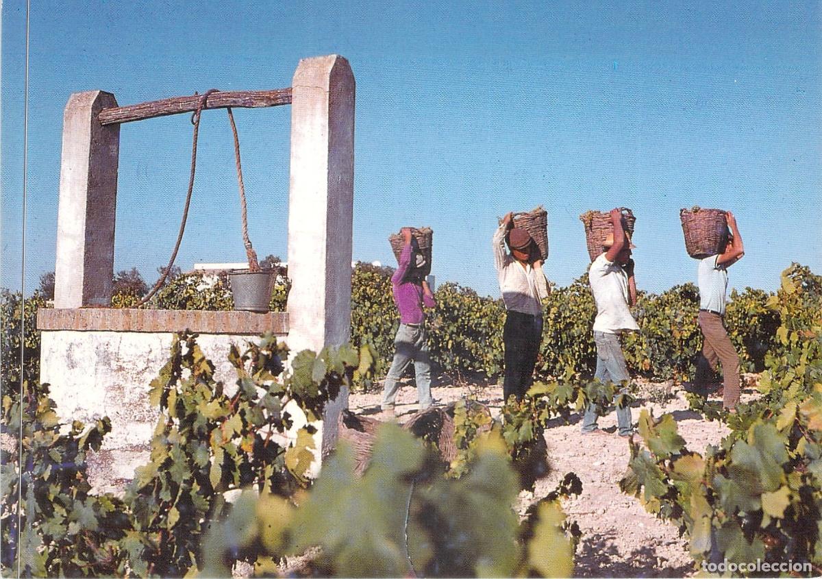 Postales: Postal Vendimia en Sanl&uacute;car de Barrameda, Andaluc&iacute;a