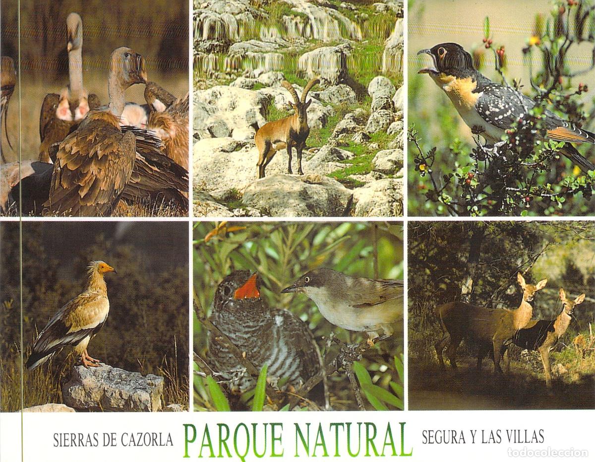 Postales: Postal Parque Natural Sierras de Cazorla Segura y Las Villas Fauna