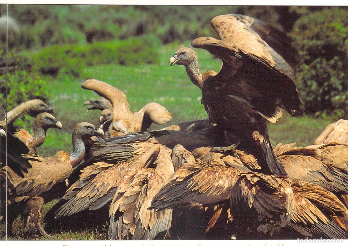 Postales: Postal de Buitres Leonados - Colecci&oacute;n Arte Fauna Ib&eacute;rica
