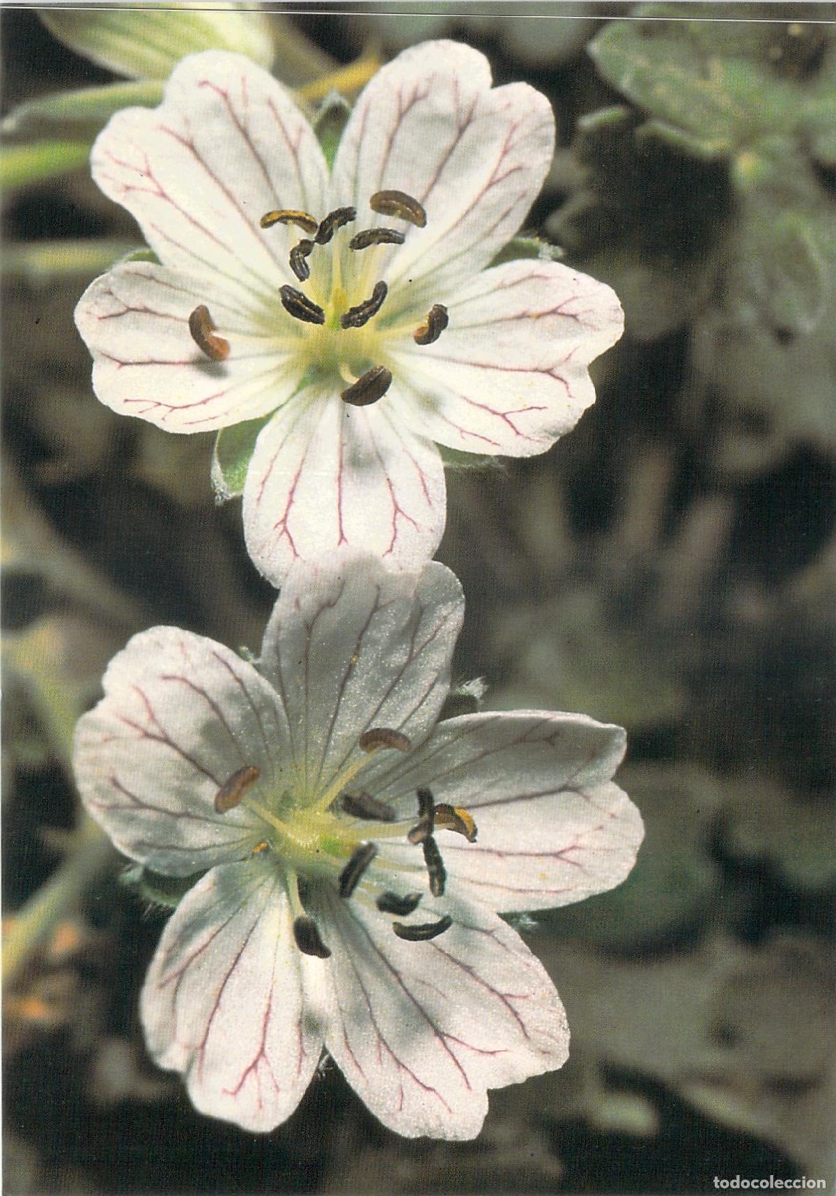 Postales: Postal Parque Natural de Cazorla - Geranio de Cazorla (Geranium Cazorlanum)