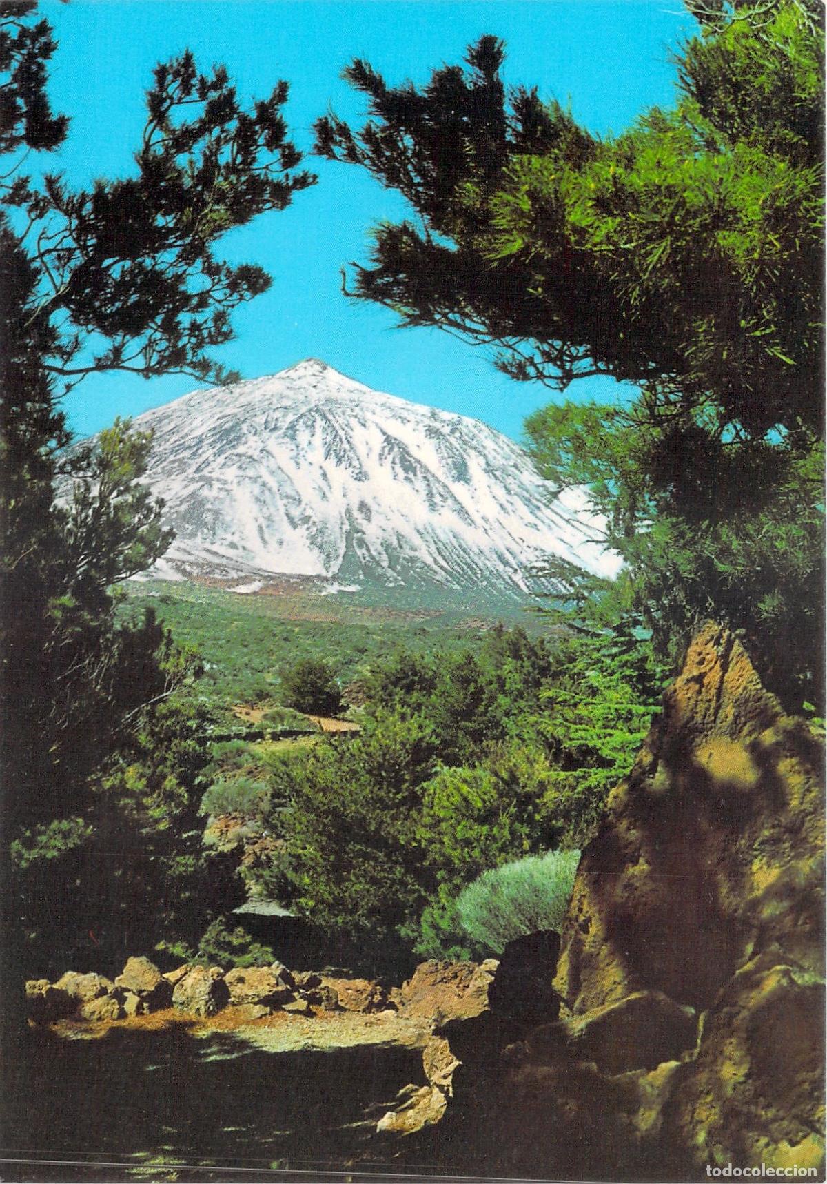 Postales: Postal de Tenerife - El Teide Nevado entre Pinos