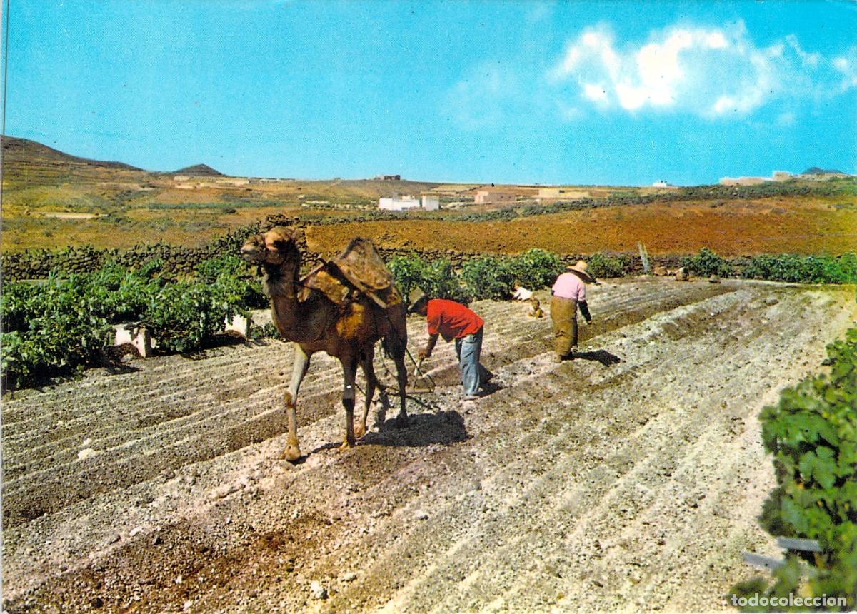 Postales: Postal de Islas Canarias: Campesinos Arando con Camello