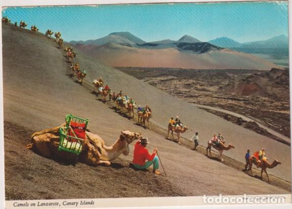 Postales: Canarias. Camellos en Lanzarote. Escrita al dorso