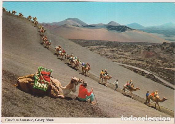 Postales: Canarias. Camellos en Lanzarote. Escrita al dorso