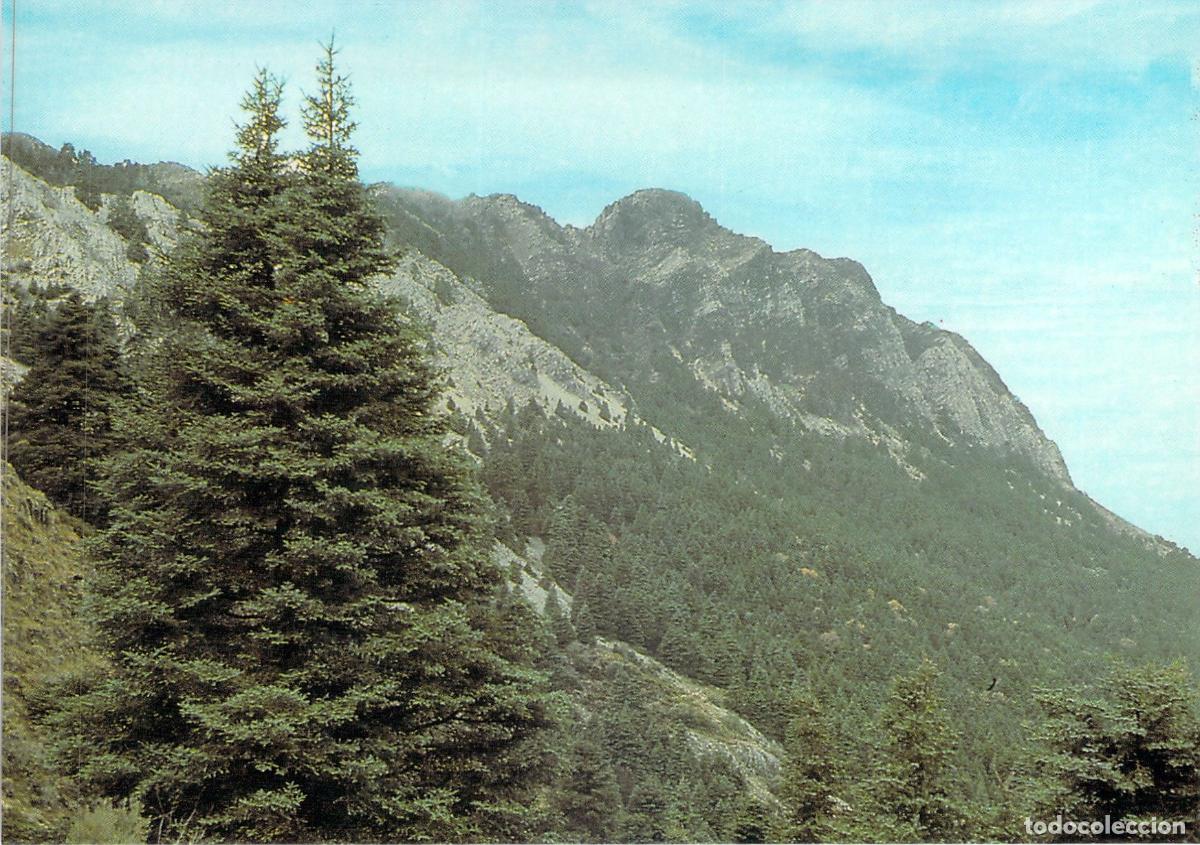 Postales: Postal Grazalema Pinsapar y Pico del Torre&oacute;n