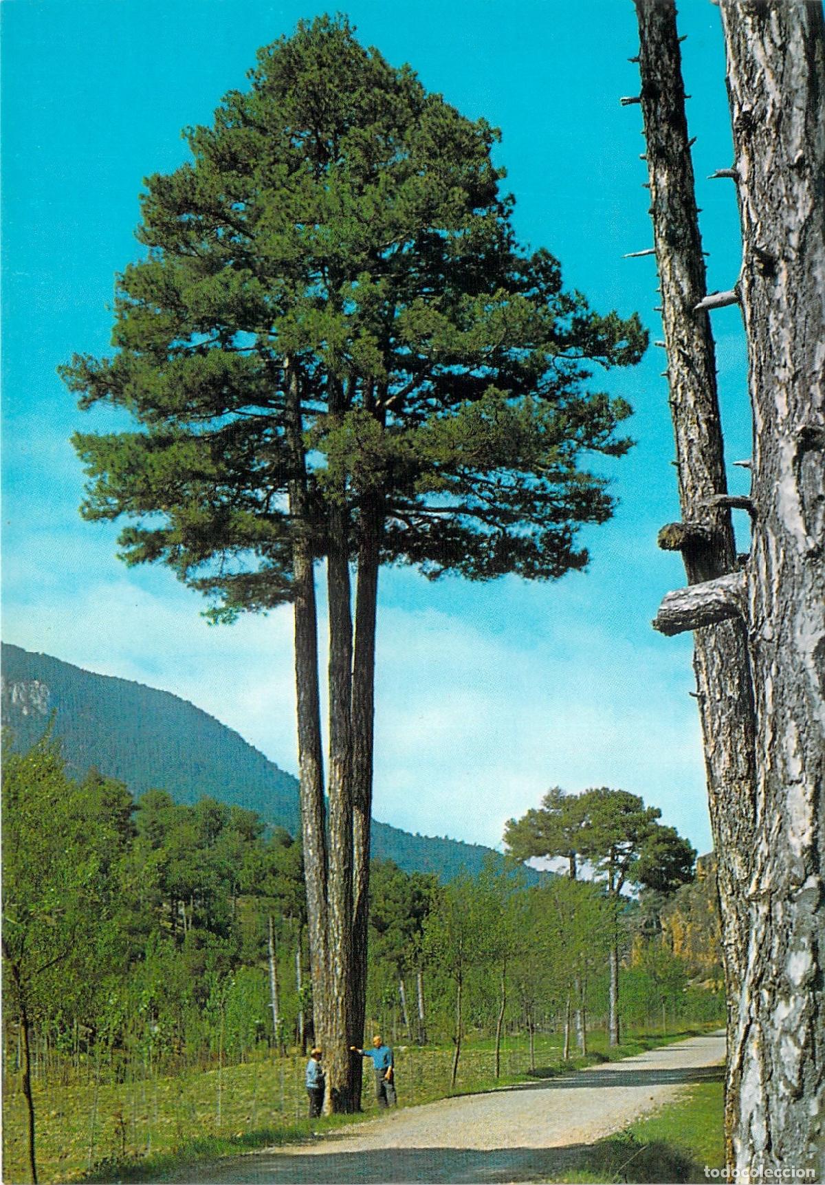 Postales: Postal de Manzanera Teruel - Monumental Pino Tres Garras