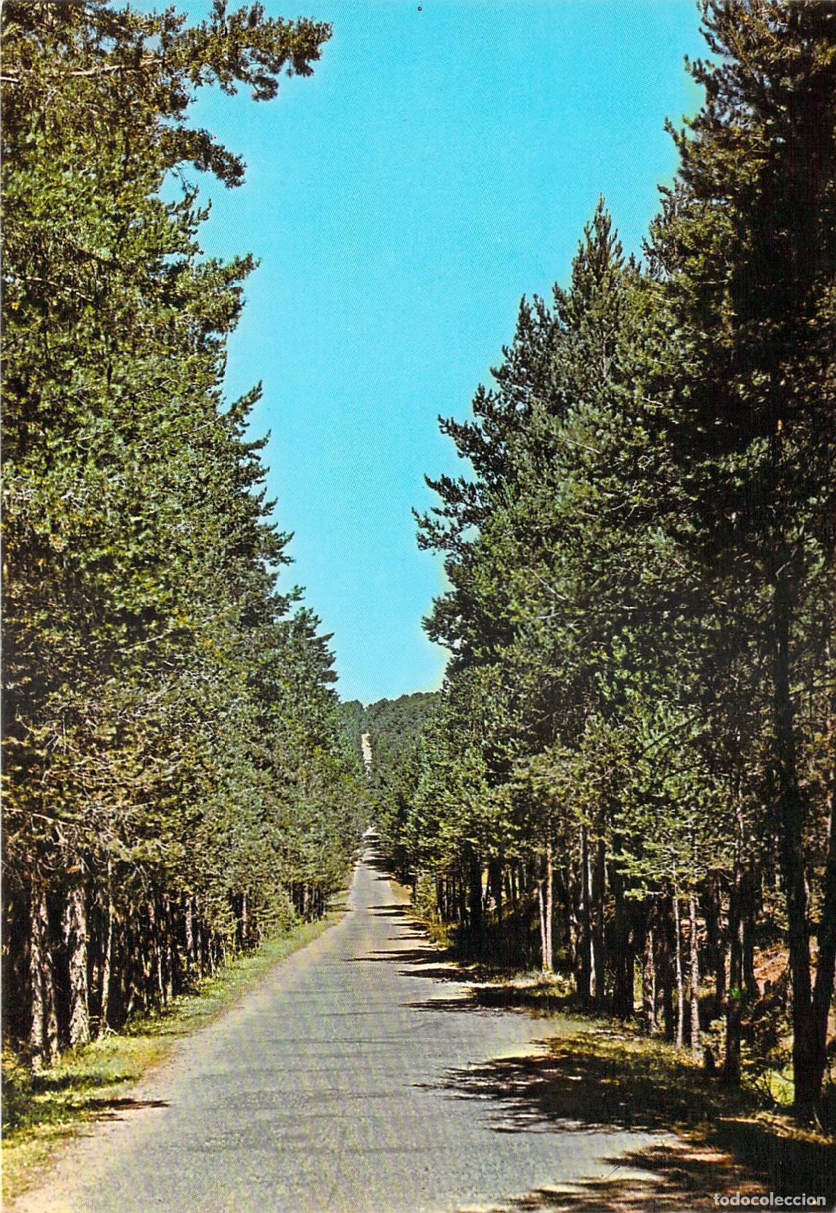 Postales: Postal de Orihuela del Tremedal, Teruel - Recta del Puerto en el Pinar