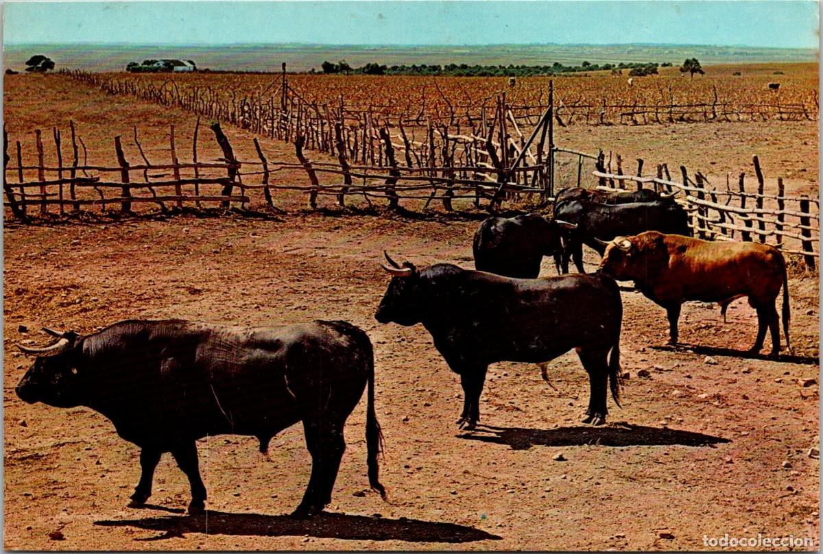 Postales: Espa&ntilde;a - Ganader&iacute;a - Beascoa 836 - DL. B. 1220-X - 151x101mm