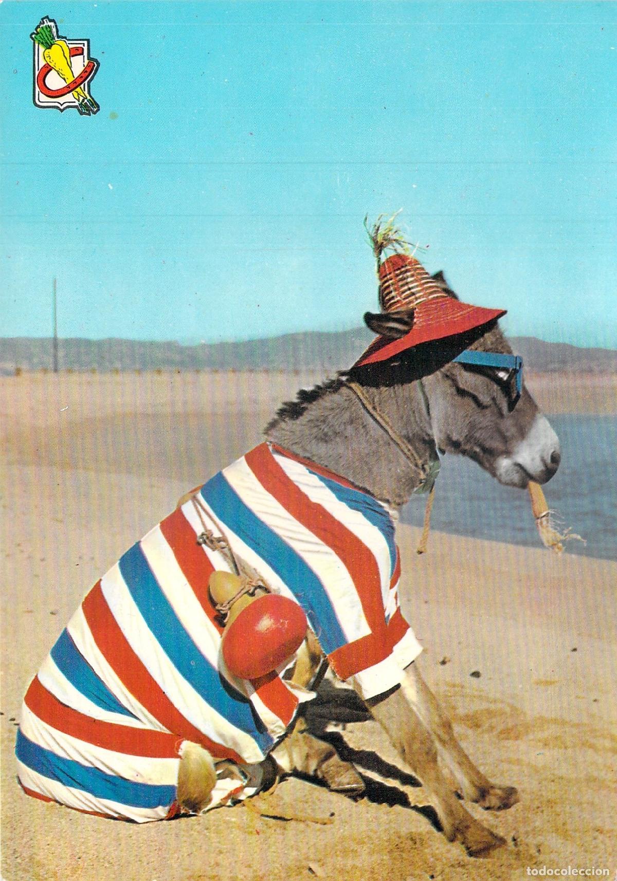 Postales: Postal Humor&iacute;stica de Burro Turista en la Costa del Sol