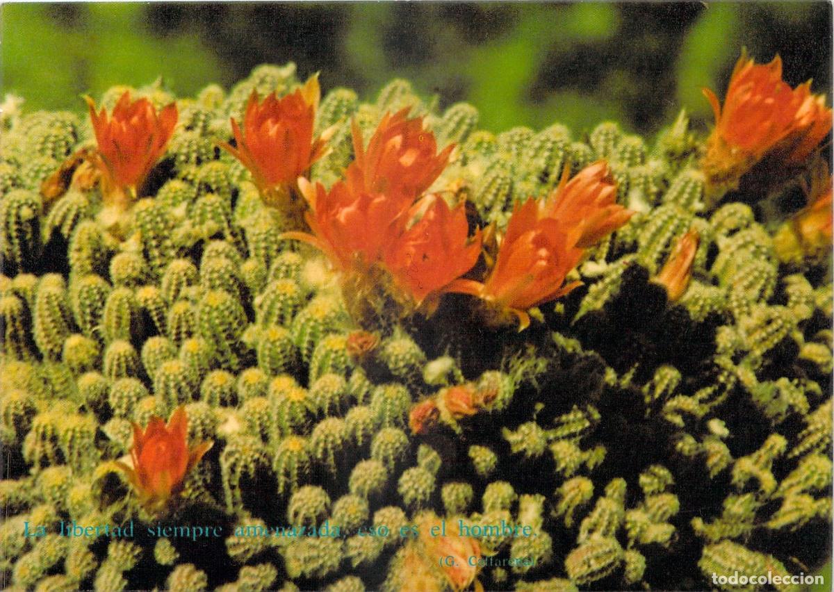 Postales: Postal con Flores de Cactus y Poema de Pedro Salinas