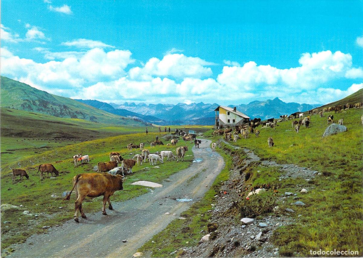 Postales: Postal Valle de Ar&aacute;n L&eacute;rida Pla de Beret Paisaje con Vacas