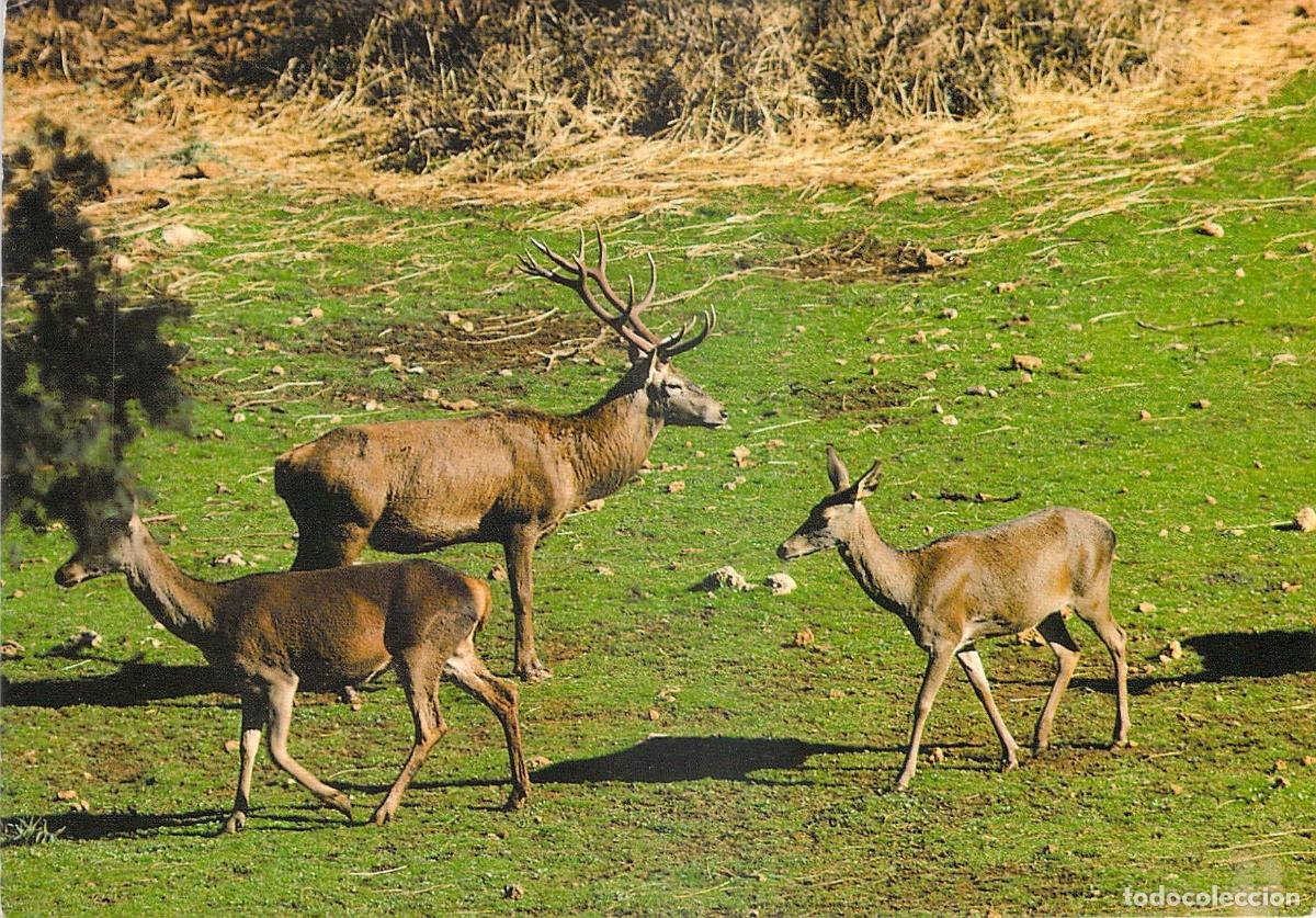 Postales: Postal Parque Natural de Cazorla Ciervo y Ciervas Ja&eacute;n