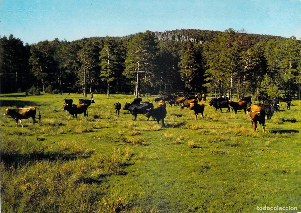 Postales: Postal de Bronchales Teruel Vacada en el Puerto