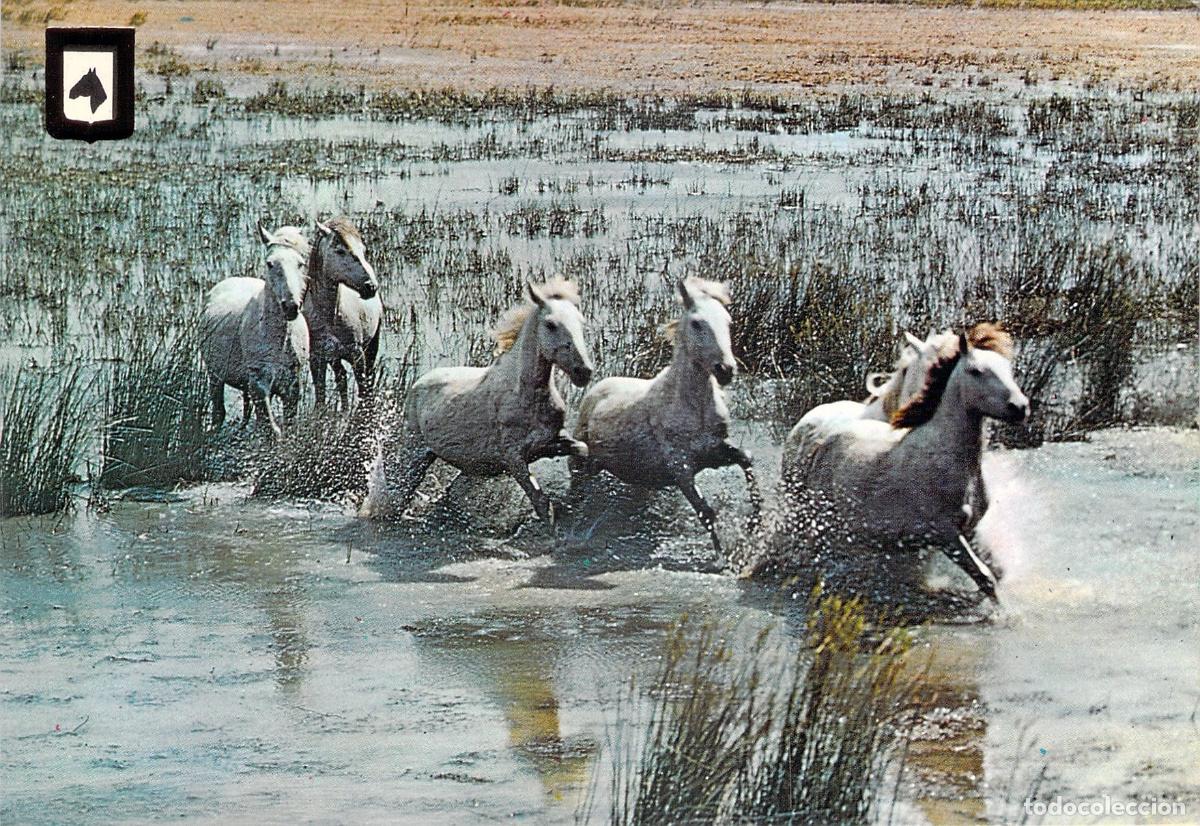 Postales: Postal Caballos Galopando en el Agua - Escudo de Oro