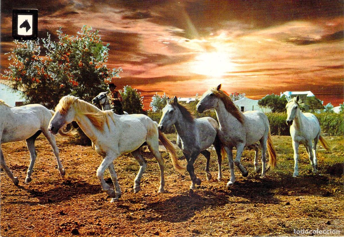 Postales: Postal de Caballos en Libertad al Atardecer Escudo de Oro