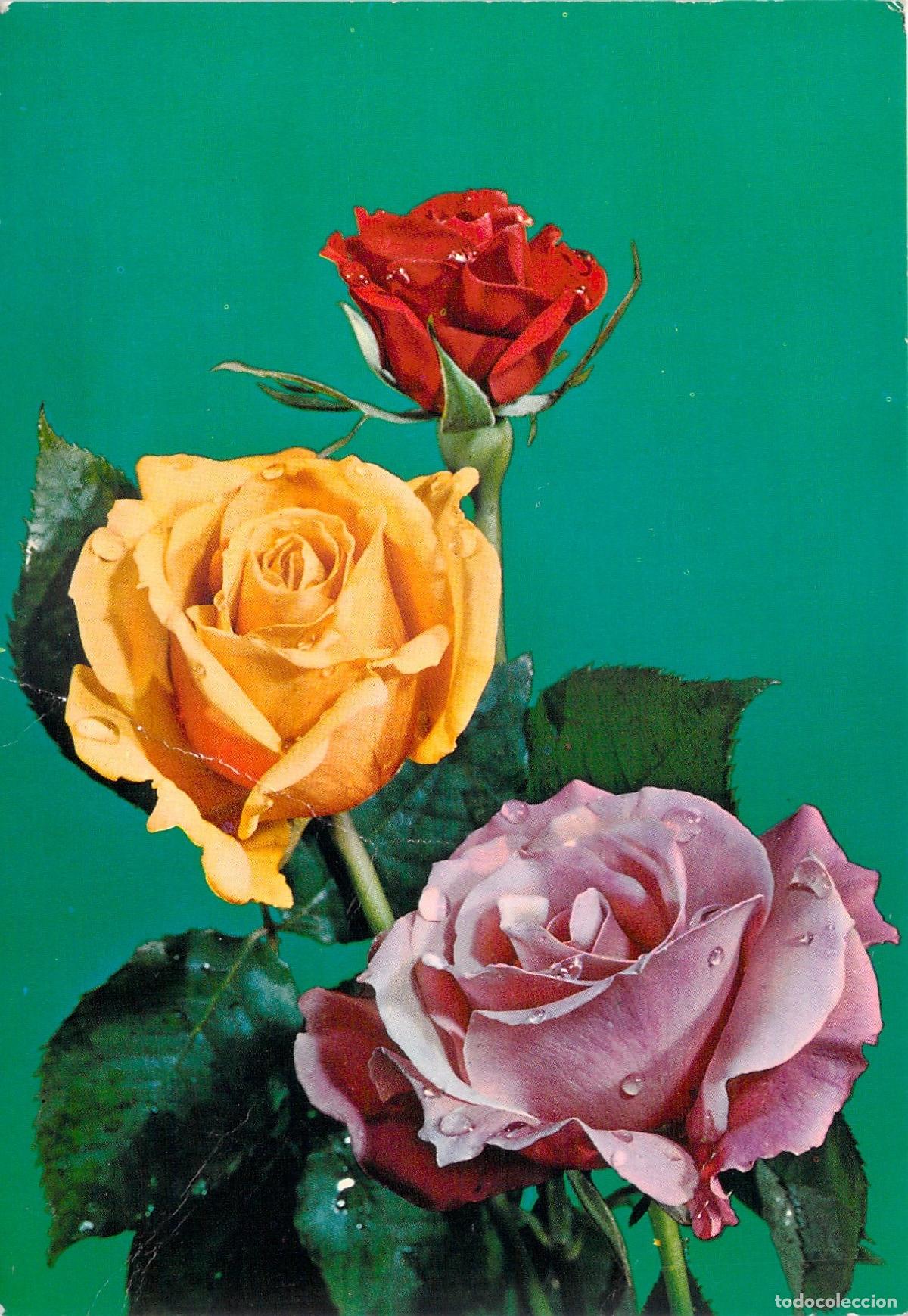 Postales: Postal con Ilustraci&oacute;n de Tres Rosas de Colores