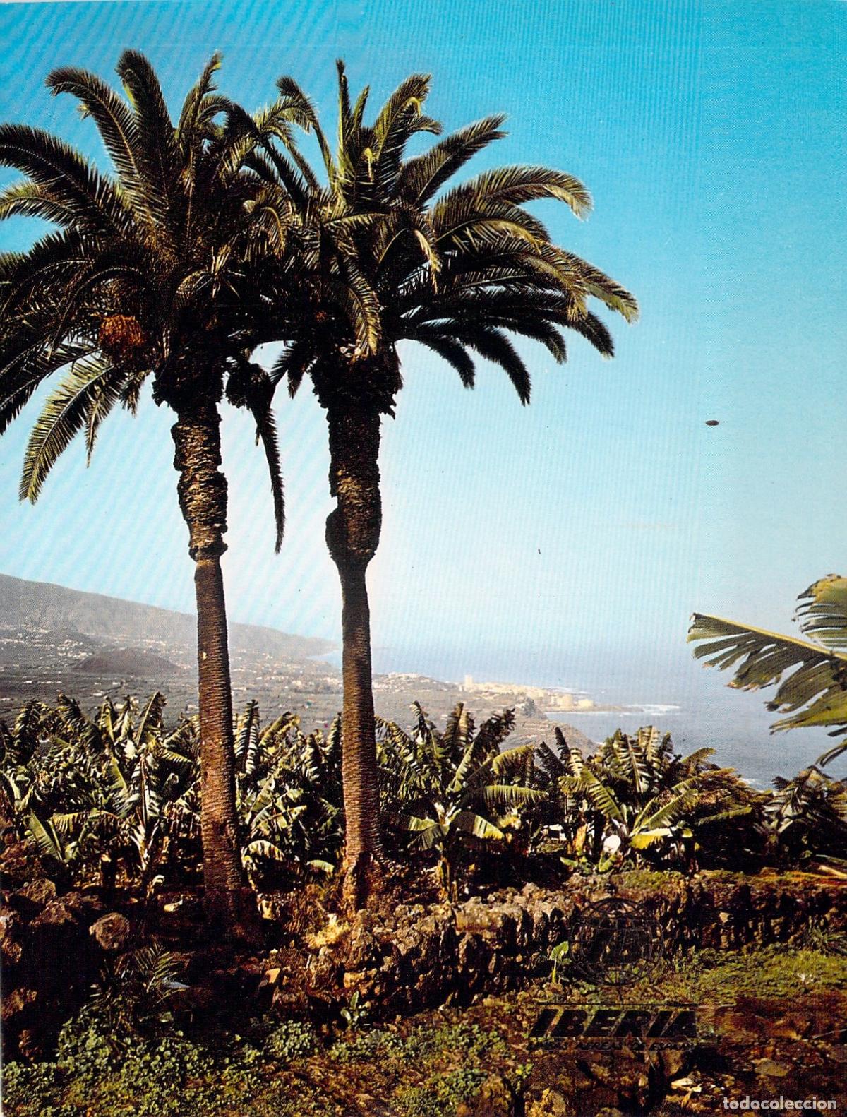 Postales: Postal Puerto de la Cruz Tenerife Palmeras Iberia L&iacute;neas A&eacute;reas