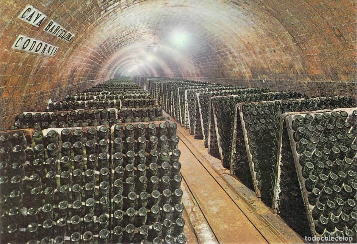 Postales: Postal de las Cavas Codorn&iacute;u - Botellas en Pupitres de Bodega