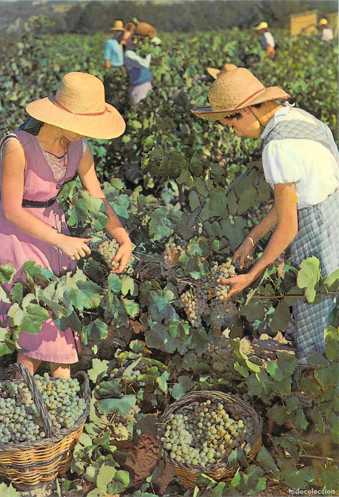 Postales: Postal Cavas Codorn&iacute;u Vendimia en los Vi&ntilde;edos