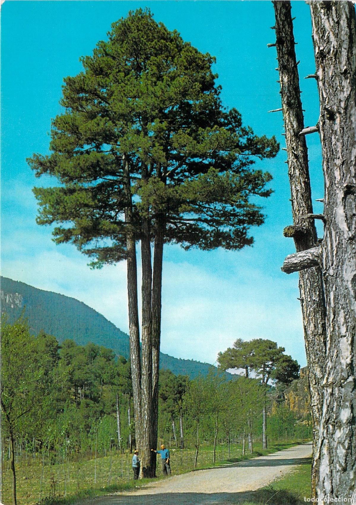 Postales: Postal de Manzanera, Teruel: Monumental Pino Tres Garras