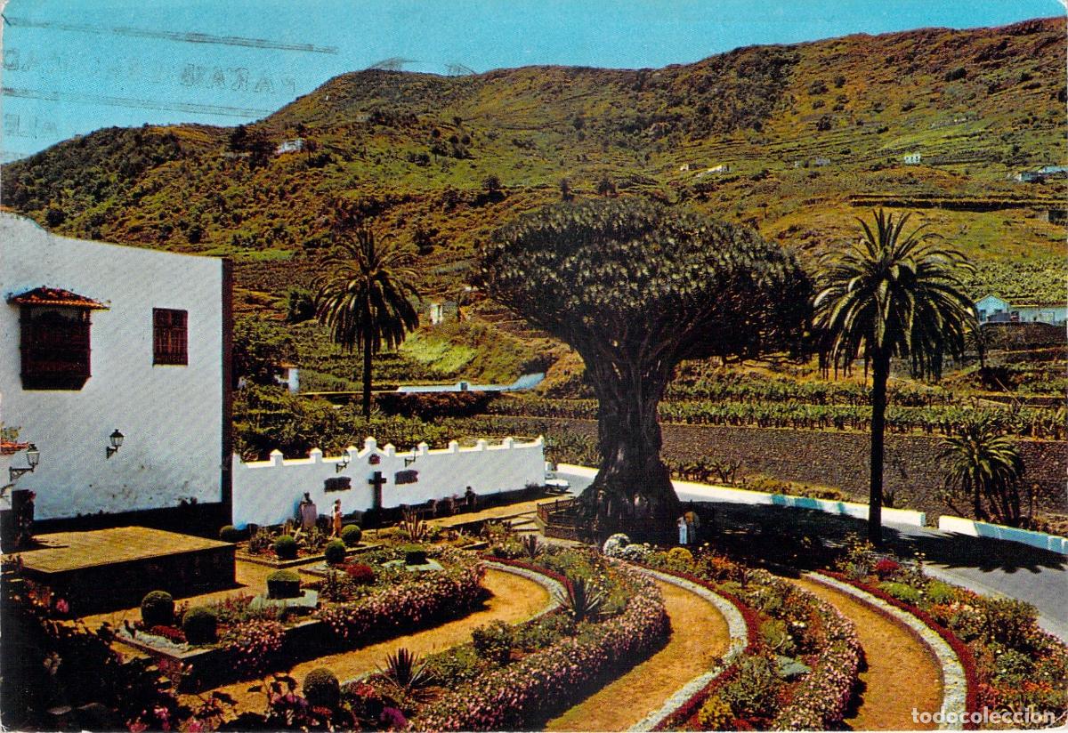 Postales: Postal de Icod de los Vinos Tenerife El Drago Milenario